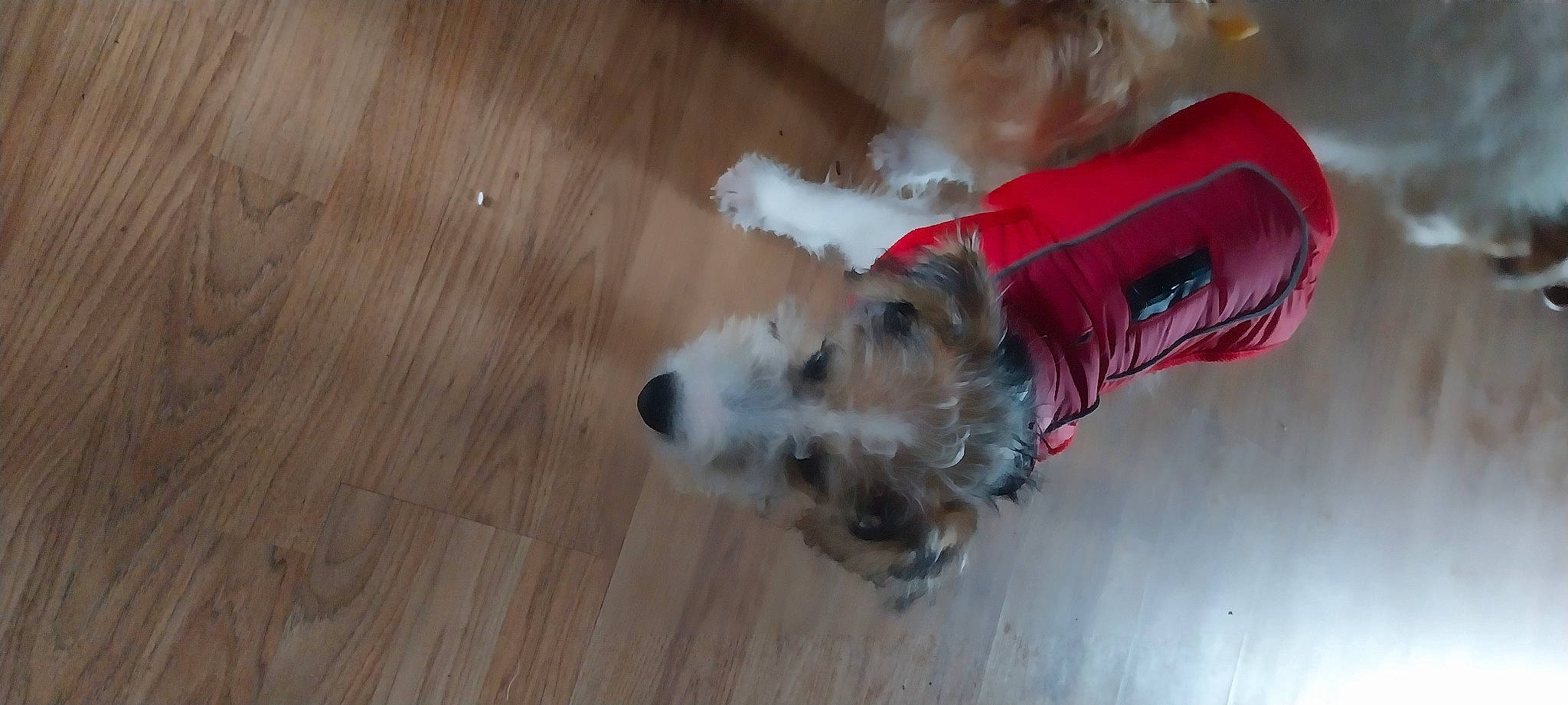 Zelie a rejoint le concours — aidez-le/la à gagner de superbes lots ! carnivore, companion_dog, dog, dog_breed, dog_supply, fawn, flooring, fur, hardwood, plank, plywood, small_terrier, sporting_group, terrier, toy_dog, varnish, wood, wood_flooring, wood_stain, working_animal