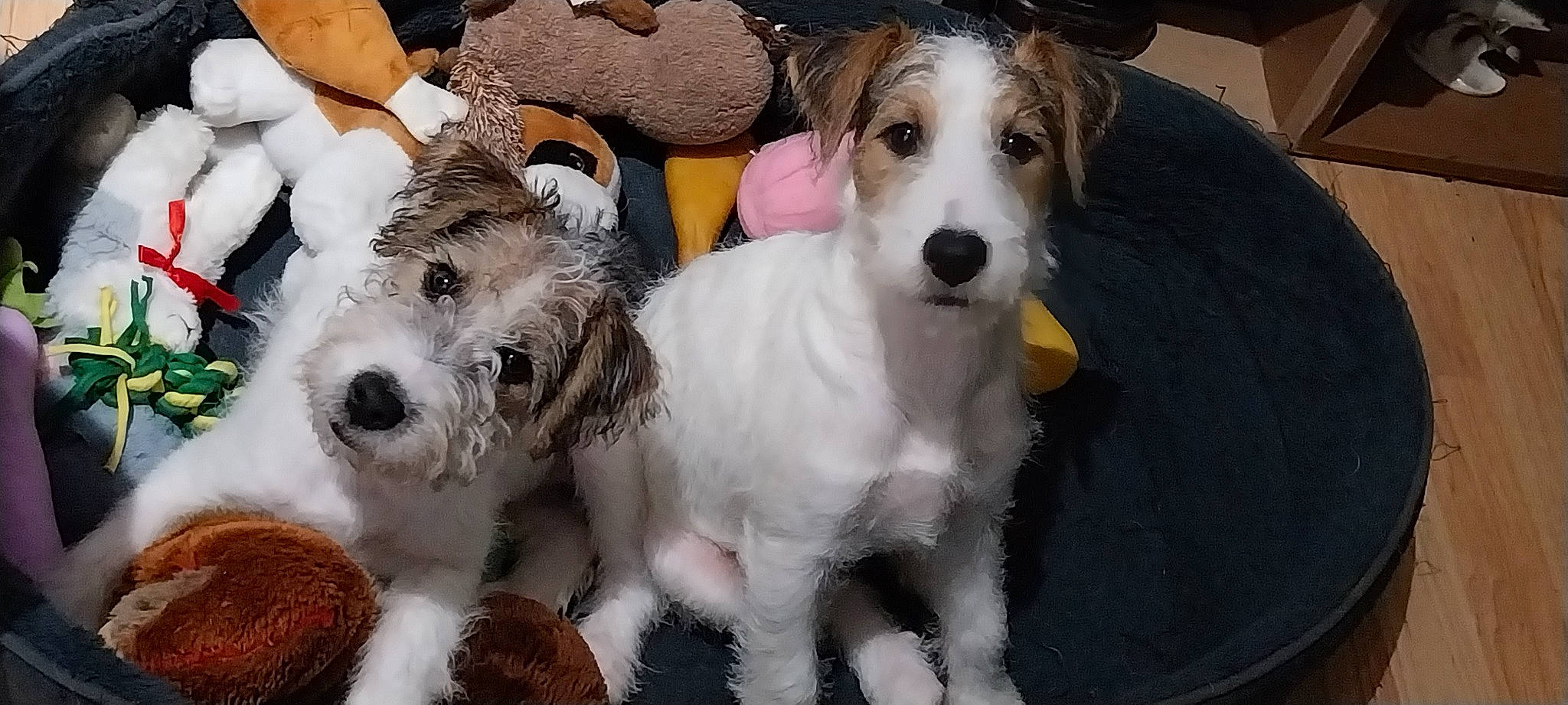 Zelie participe au concours pour gagner de l'argent avec cette photo : ancient_dog_breeds, carnivore, collar, companion_dog, dog, dog_breed, dog_collar, dog_supply, fur, hound, mammal, paw, small_terrier, snout, sporting_group, terrier, toy_dog, wire_hair_fox_terrier, working_animal, working_dog