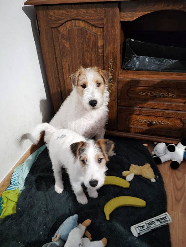 Uline a rejoint le concours — aidez-le/la à gagner de superbes lots ! bowl, cabinetry, carnivore, chest_of_drawers, comfort, companion_dog, dog, dog_breed, dog_supply, drawer, flooring, hardwood, linens, room, tail, terrier, toy_dog, wood, wood_stain, working_animal