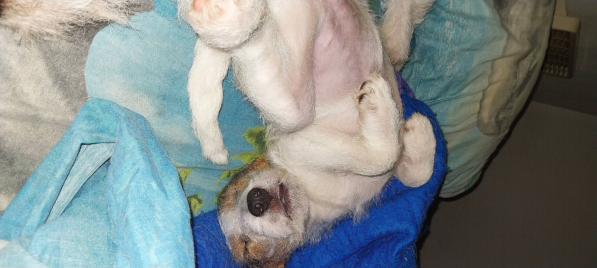 Uline a rejoint le concours — aidez-le/la à gagner de superbes lots ! art, carnivore, companion_dog, dog, dog_breed, drawing, ear, fawn, fur, gesture, nose, paint, painting, paw, snout, sporting_group, toy_dog, visual_arts, watercolor_paint, working_animal