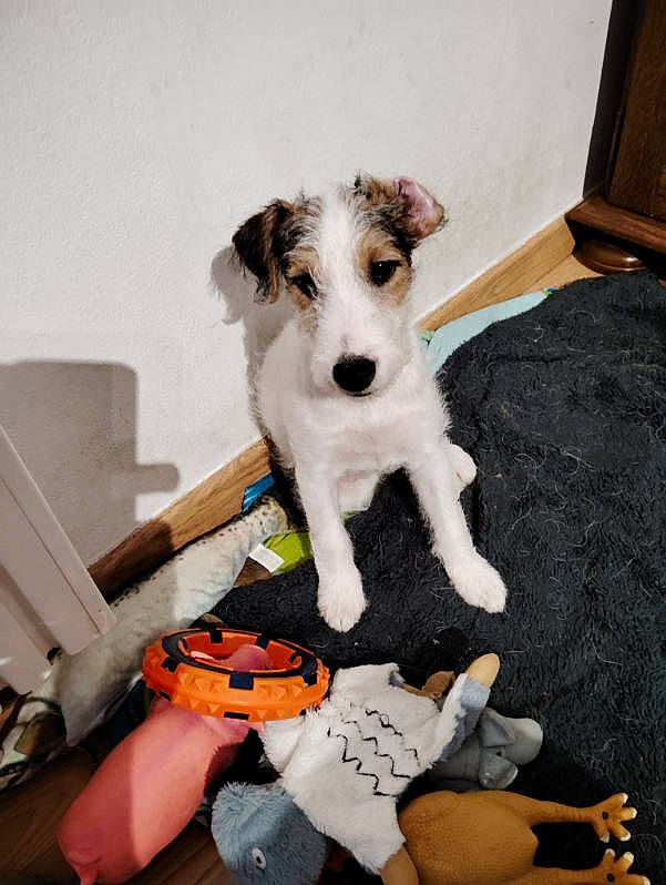 Uline a rejoint le concours — aidez-le/la à gagner de superbes lots ! canidae, carnivore, collar, companion_dog, dog, dog_breed, dog_clothes, dog_supply, drinkware, fawn, paw, remote_control, sitting, small_terrier, sporting_group, stuffed_toy, tableware, terrier, toy_dog, wire_hair_fox_terrier