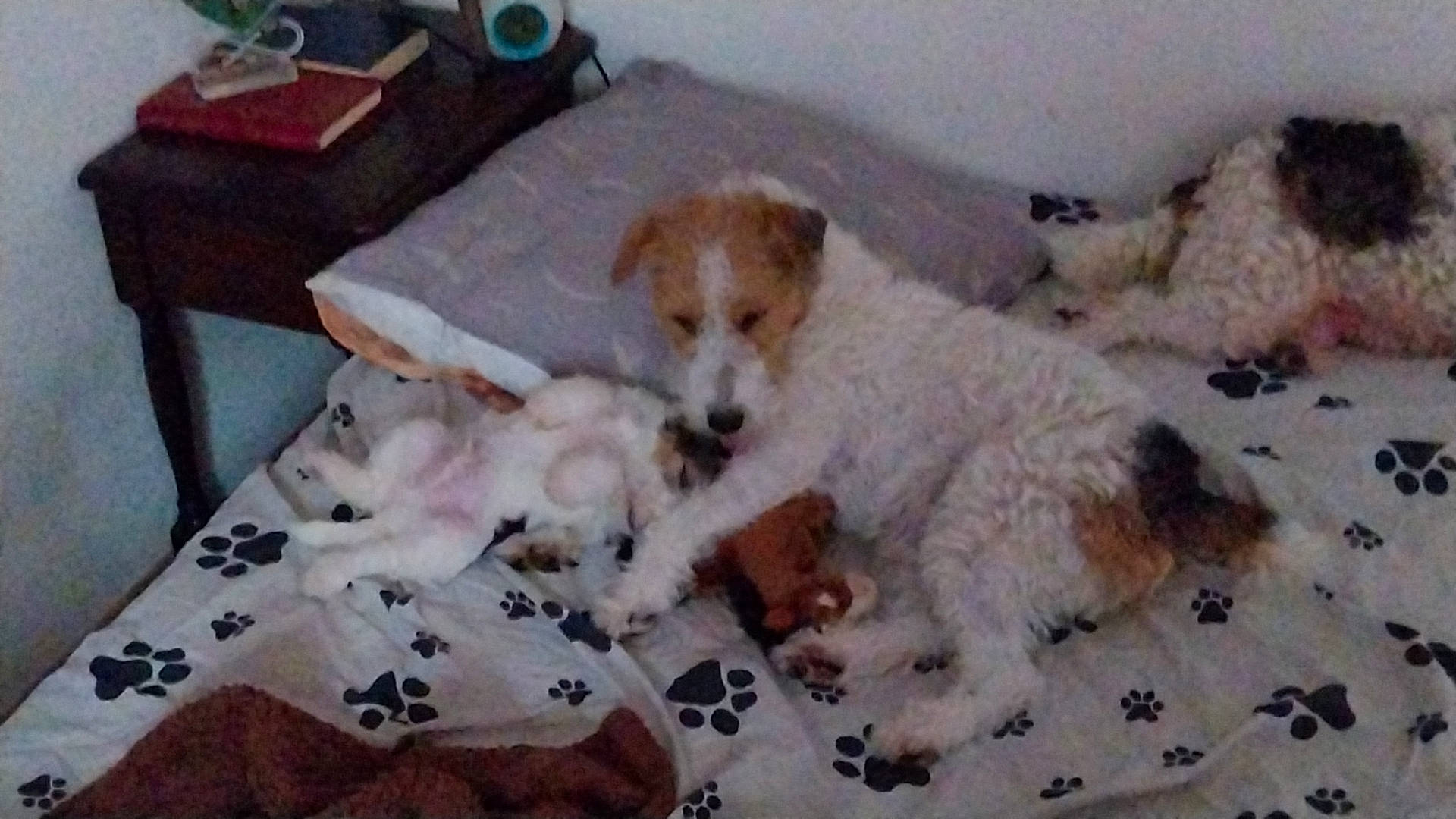 Texas participe au concours pour gagner de l'argent avec cette photo : carnivore, comfort, companion_dog, couch, dog, dog_breed, dog_supply, fawn, flooring, fur, labradoodle, non_sporting_group, poodle, room, sporting_group, table, tail, terrier, toy_dog, working_animal