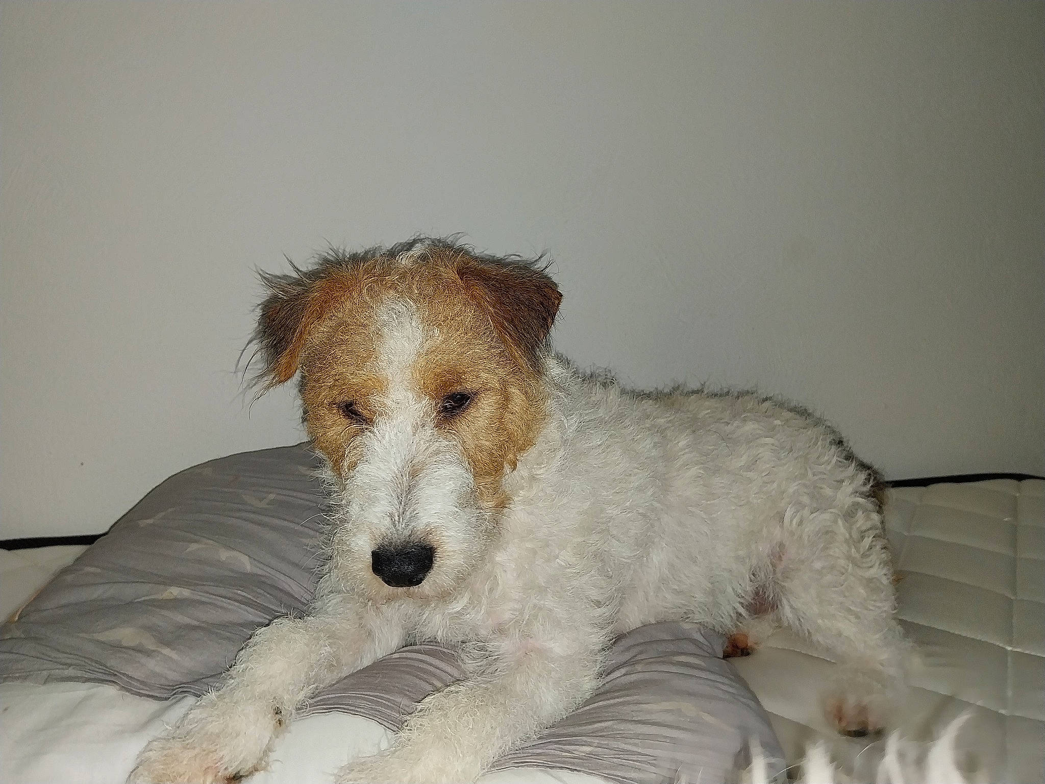 Texas a rejoint le concours — aidez-le/la à gagner de superbes lots ! bed, canidae, carnivore, comfort, companion_dog, dog, dog_breed, fawn, fur, small_terrier, snout, sporting_group, terrestrial_animal, terrier, toy_dog, working_animal