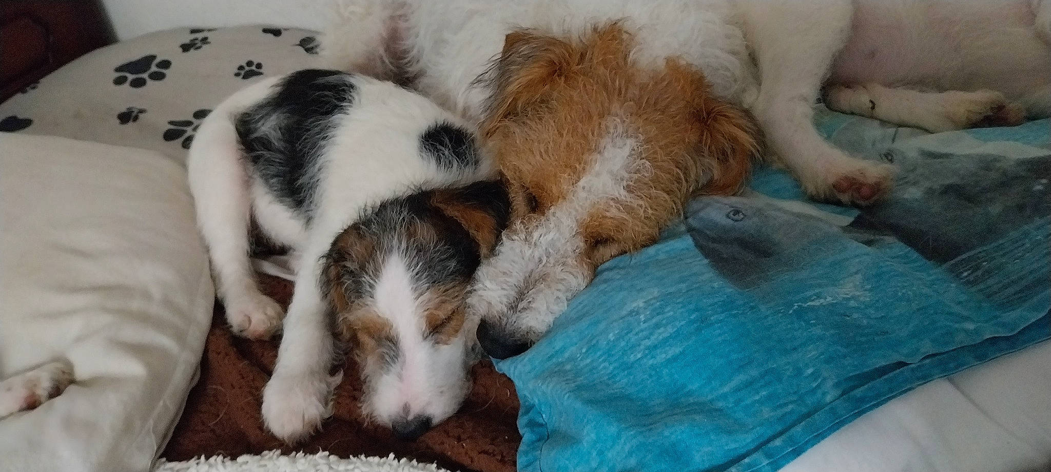 Texas participe au concours pour gagner de l'argent avec cette photo : bedtime, bored, canidae, carnivore, comfort, companion_dog, dog, dog_breed, fawn, fur, nap, paw, puppy, sleep, snout, sporting_group, terrestrial_animal, whiskers