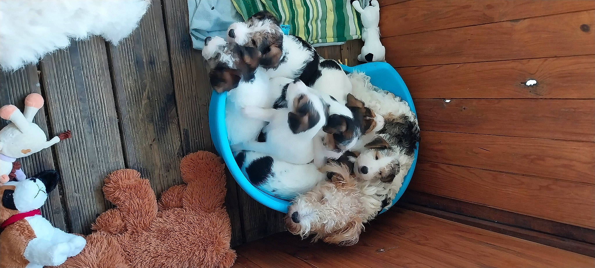 Sany a rejoint le concours — aidez-le/la à gagner de superbes lots ! animal_shelter, blue, bowl, canidae, carnivore, cat_supply, comfort_food, companion_dog, dog_breed, dog_supply, felidae, fur, hardwood, pet_supply, soil, sporting_group, toy, toy_dog, vegetable, wood