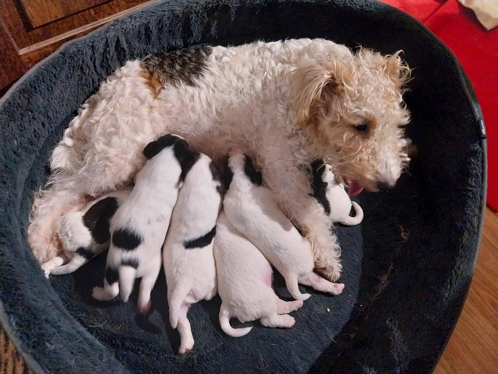 Sany participe au concours pour gagner de l'argent avec cette photo : canidae, carnivore, cockapoo, companion_dog, dog, dog_breed, dog_supply, fawn, fur, labradoodle, lakeland_terrier, poodle, snout, sporting_group, tail, terrier, toy_dog, water_dog, wire_hair_fox_terrier, working_animal