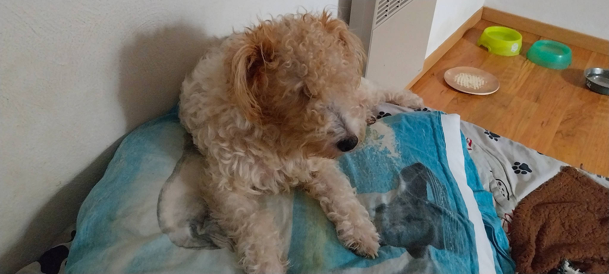 Sany participe au concours pour gagner de l'argent avec cette photo : canidae, carnivore, companion_dog, dog, dog_breed, fawn, fur, labradoodle, maltepoo, poodle, serveware, small_terrier, snout, sporting_group, standard_poodle, tableware, terrier, toy_dog, water_dog, working_animal