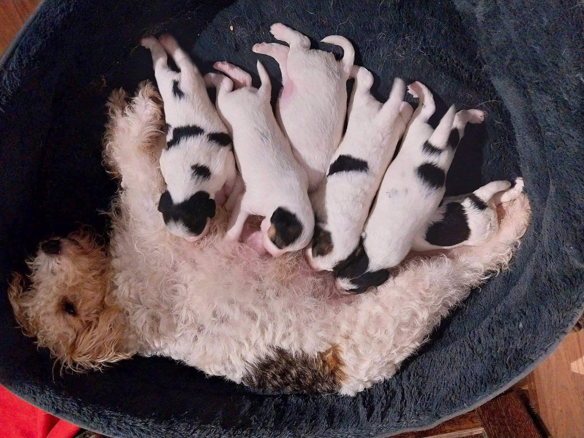 Sany participe au concours pour gagner de l'argent avec cette photo : canidae, carnivore, companion_dog, cuisine, dog, dog_breed, dog_supply, fawn, fur, ingredient, non_sporting_group, paw, puppy, snout, sporting_group, stuffed_toy, terrier, toy, toy_dog, working_animal