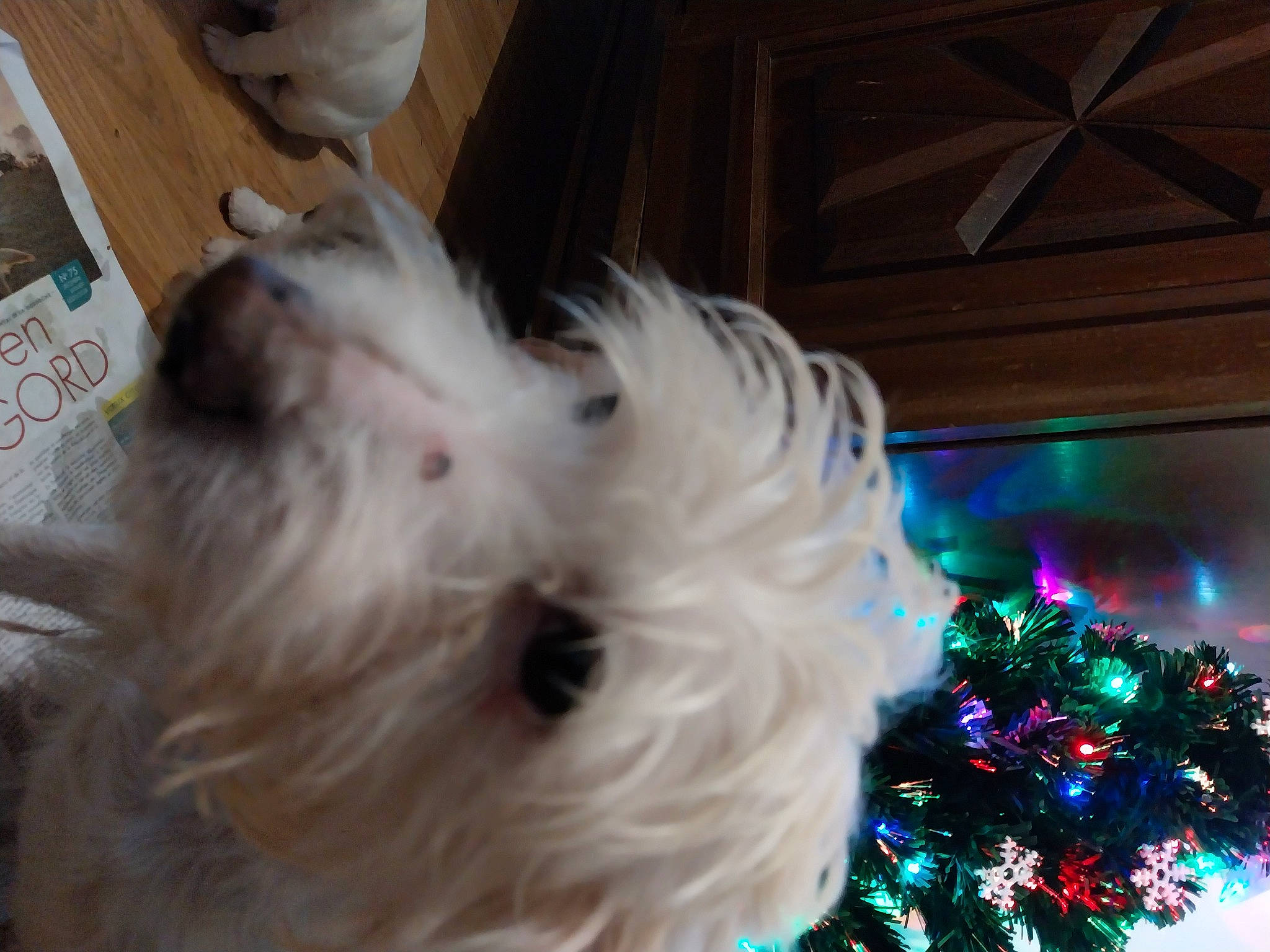 Scraps participe au concours pour gagner de l'argent avec cette photo : canidae, carnivore, christmas_tree, companion_dog, conifer, dog, dog_breed, dog_supply, event, evergreen, fur, holiday, holiday_ornament, ornament, small_terrier, snout, sporting_group, terrier, toy_dog, working_animal