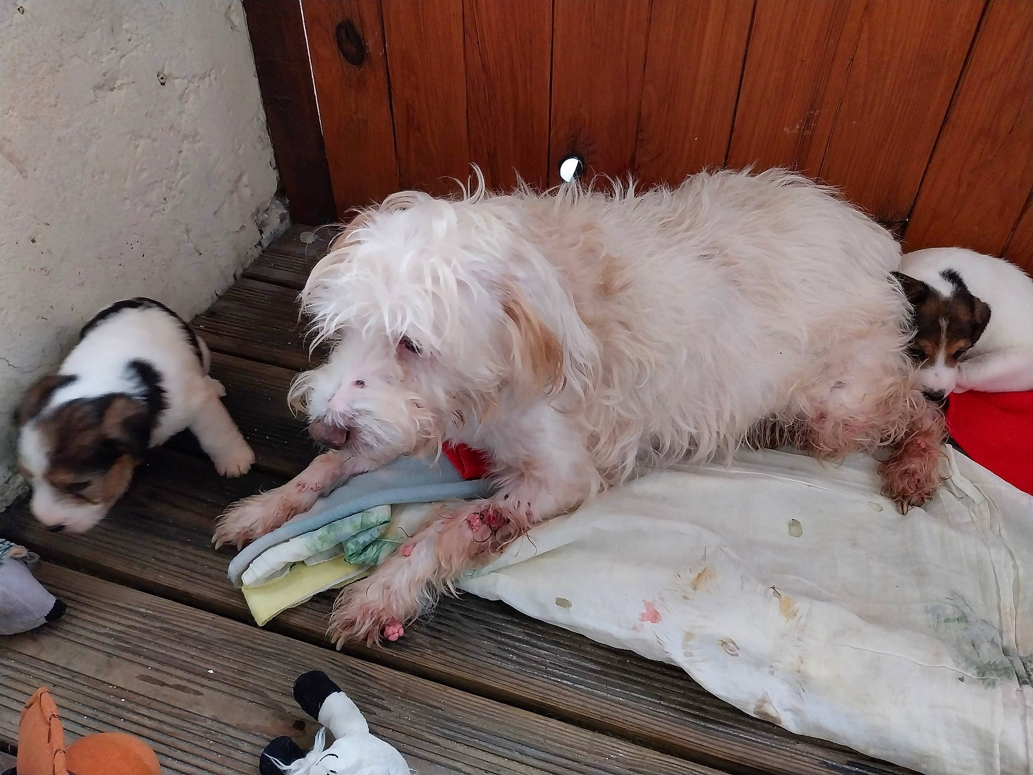 Scraps a rejoint le concours — aidez-le/la à gagner de superbes lots ! carnivore, cockapoo, comfort, companion_dog, dog, dog_breed, dog_supply, foot, fur, labradoodle, non_sporting_group, poodle_crossbreed, small_terrier, terrier, tibetan_terrier, toy_dog, working_animal