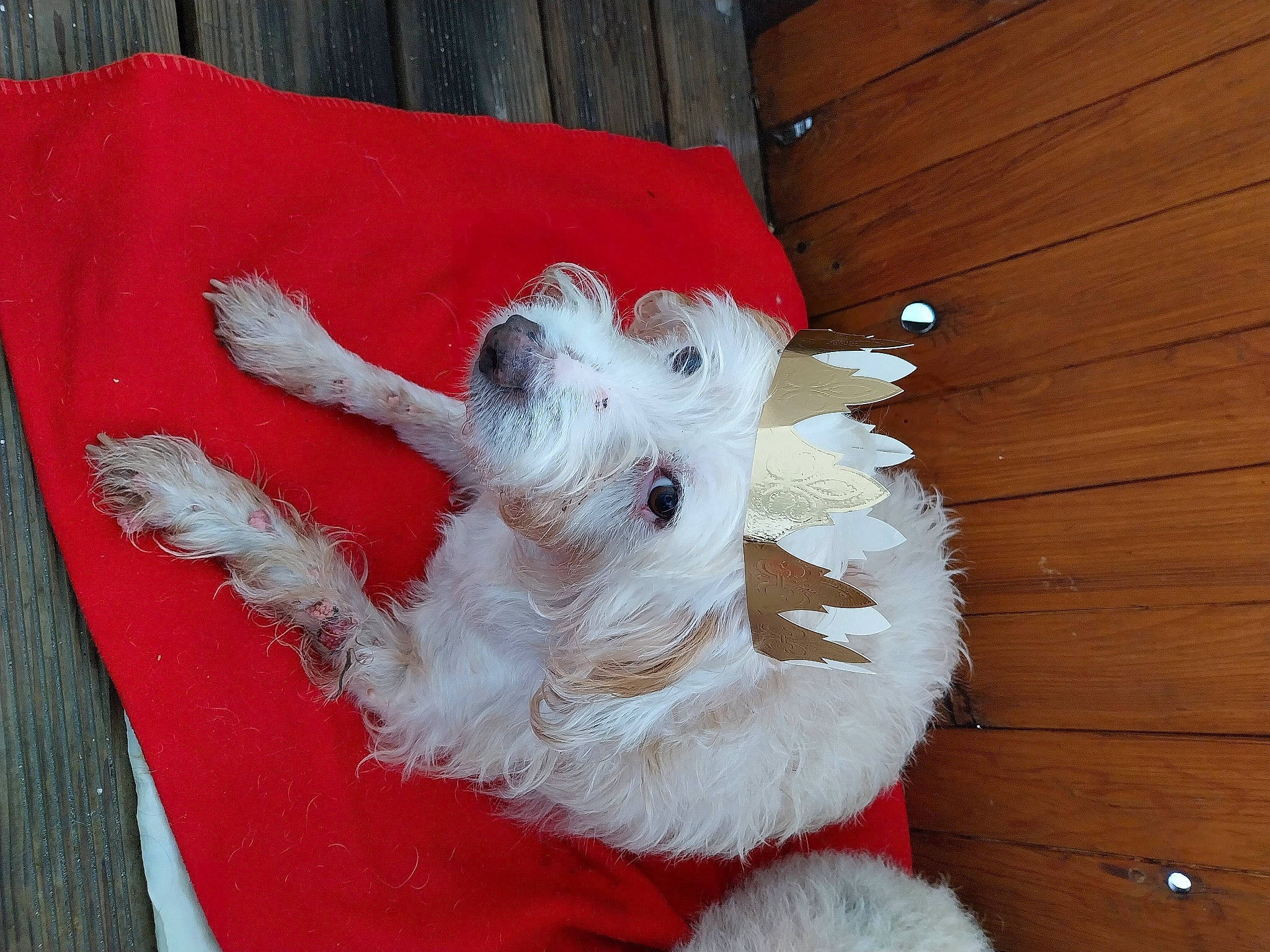 Scraps participe au concours pour gagner de l'argent avec cette photo : canidae, carmine, carnivore, claw, companion_dog, creative_arts, dog_breed, dog_supply, felidae, fur, fur_clothing, hardwood, paw, plank, small_to_medium_sized_cats, tail, whiskers, wood, wood_stain, wool