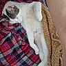 animal, black, blanket, brown, cat, comfort, cozy, cute, fur, gray, indoor, nap, pet, plaid_shirt, red, relaxed, resting, sleeping, soft, white