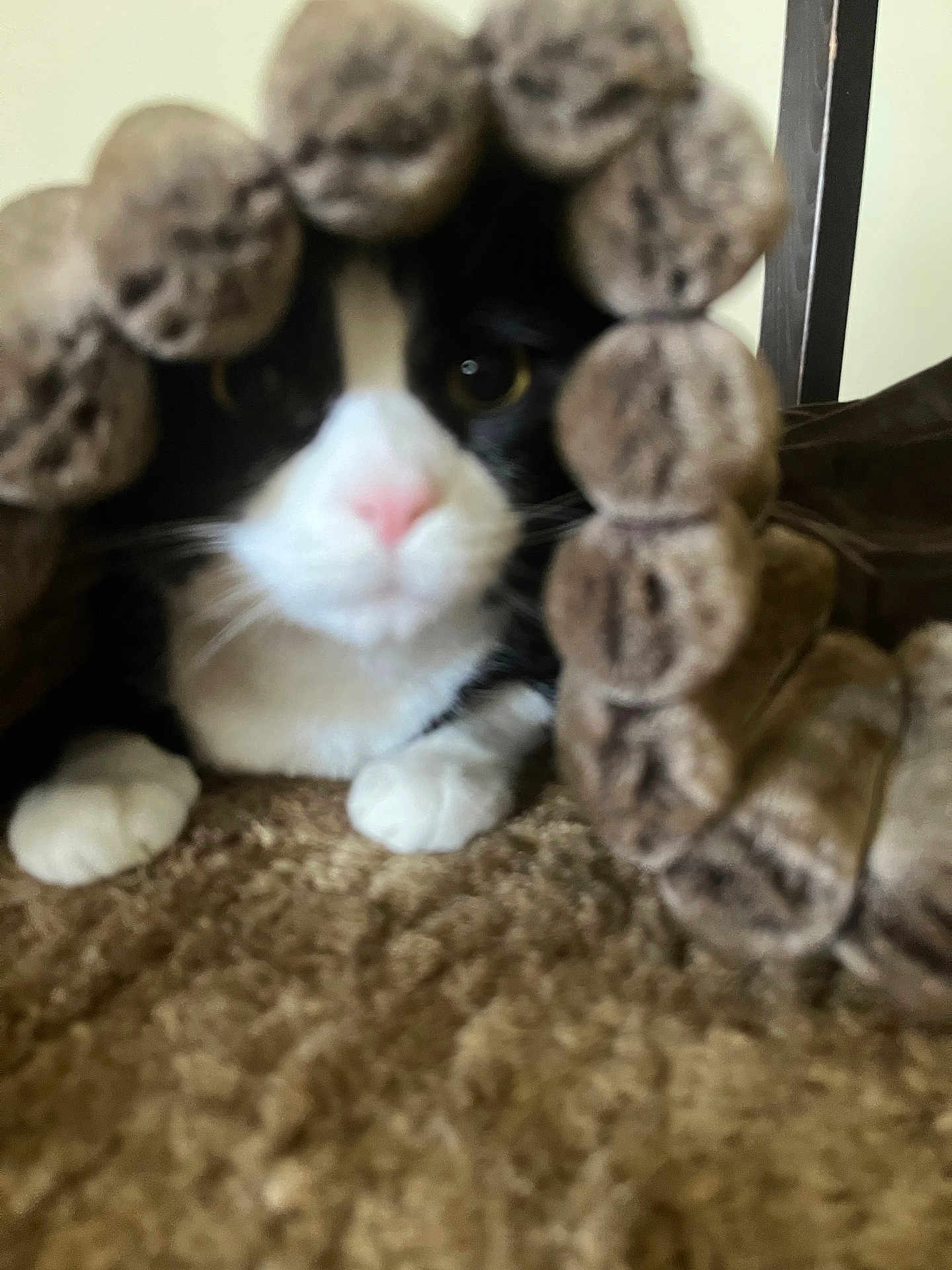 Binx is registered to the contest to win money with this photo: cat, black_and_white, beaded_curtain, carpet, paws, indoor, pet, feline, closeup, curtain, animal, cute, fur, whiskers, nose, peeking, resting, home, soft, blurry