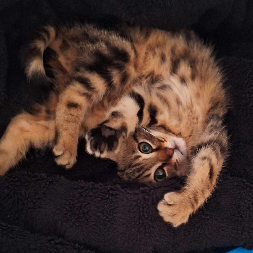 Aïko participe au concours pour gagner de l'argent avec cette photo : animal, black_blanket, blue_bed, cat, cozy, curled_up, cute, domestic, feline, fur, indoor, kitten, looking, paw, pet, playful, resting, spotted, tile_floor, young