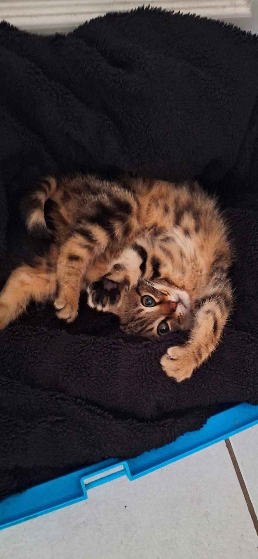 Aïko participe au concours pour gagner de l'argent avec cette photo : kitten, cat, pet, playful, curled_up, spotted, feline, fur, black_blanket, blue_bed, indoor, cute, animal, young, paw, resting, looking, cozy, tile_floor, domestic