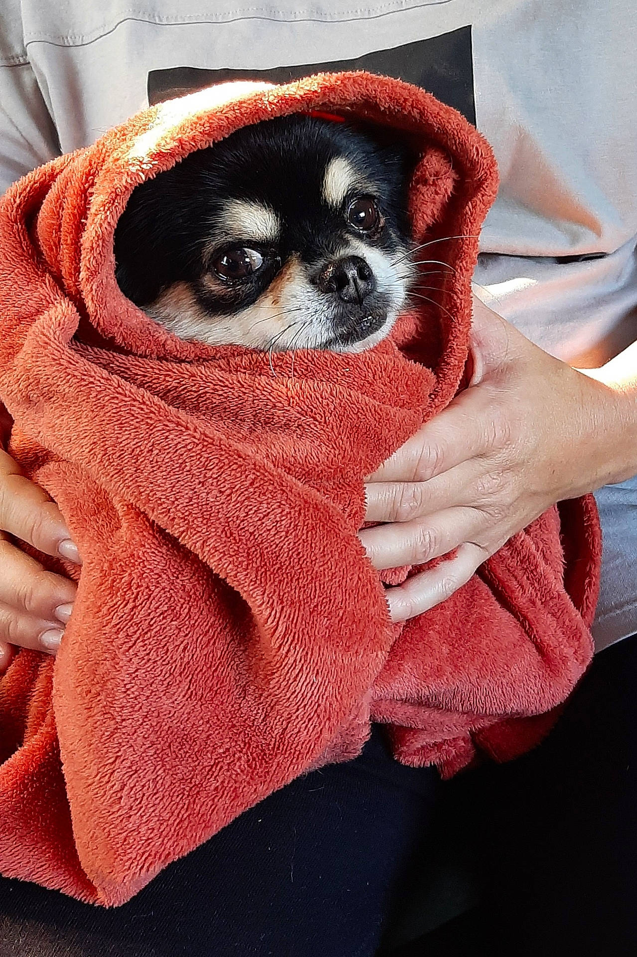 Gucci participe au concours pour gagner de l'argent avec cette photo : animal, blanket, canine, chihuahua, clothing, dog, hood, hound, pet, puppy, quilt, towel