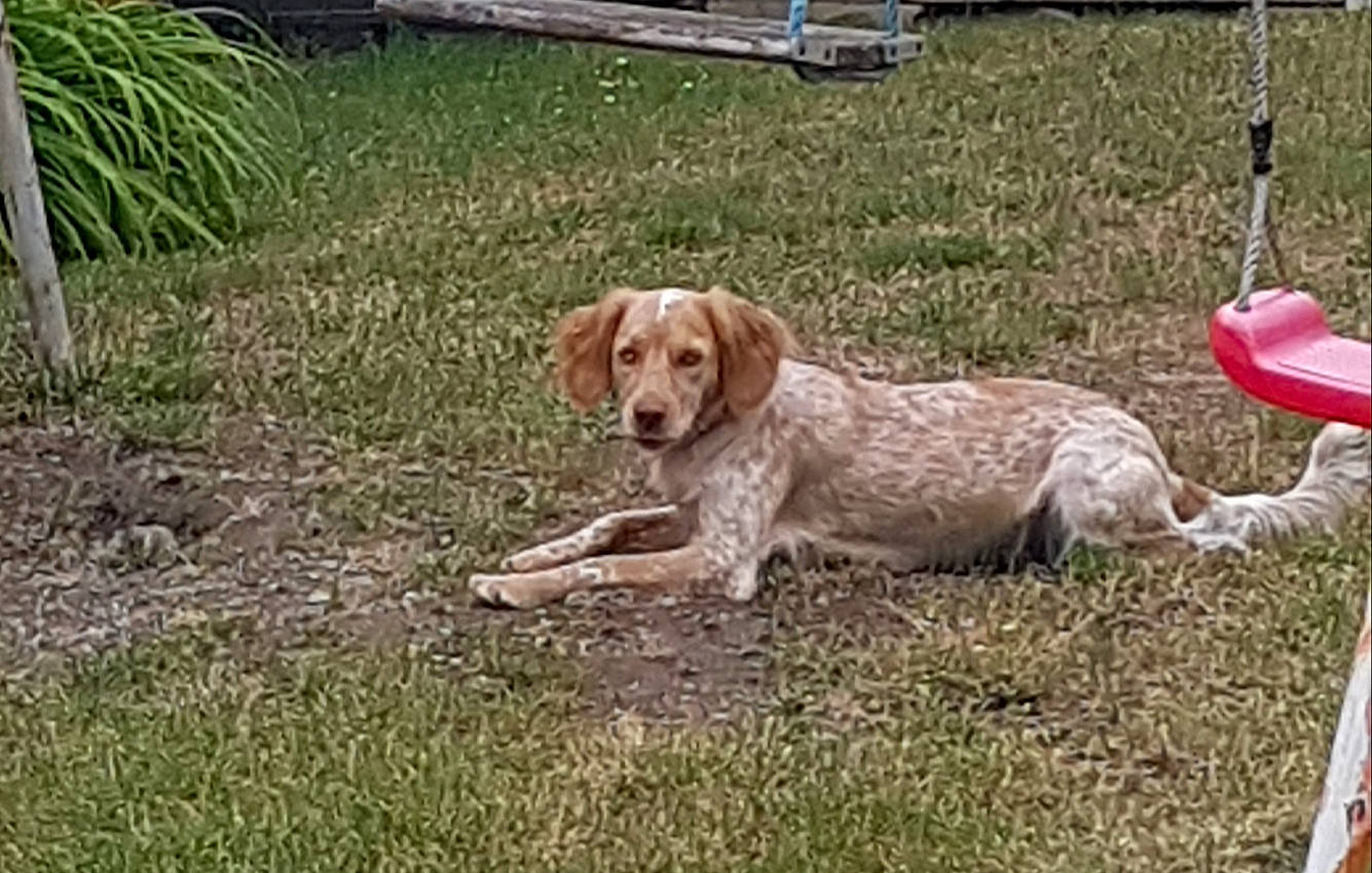 Sally participe au concours pour gagner de l'argent avec cette photo : carnivore, collar, companion_dog, dog, dog_breed, dog_collar, grass, gun_dog, hunting_dog, liver, plant, pointing_breed, snout, spaniel, tail, working_dog