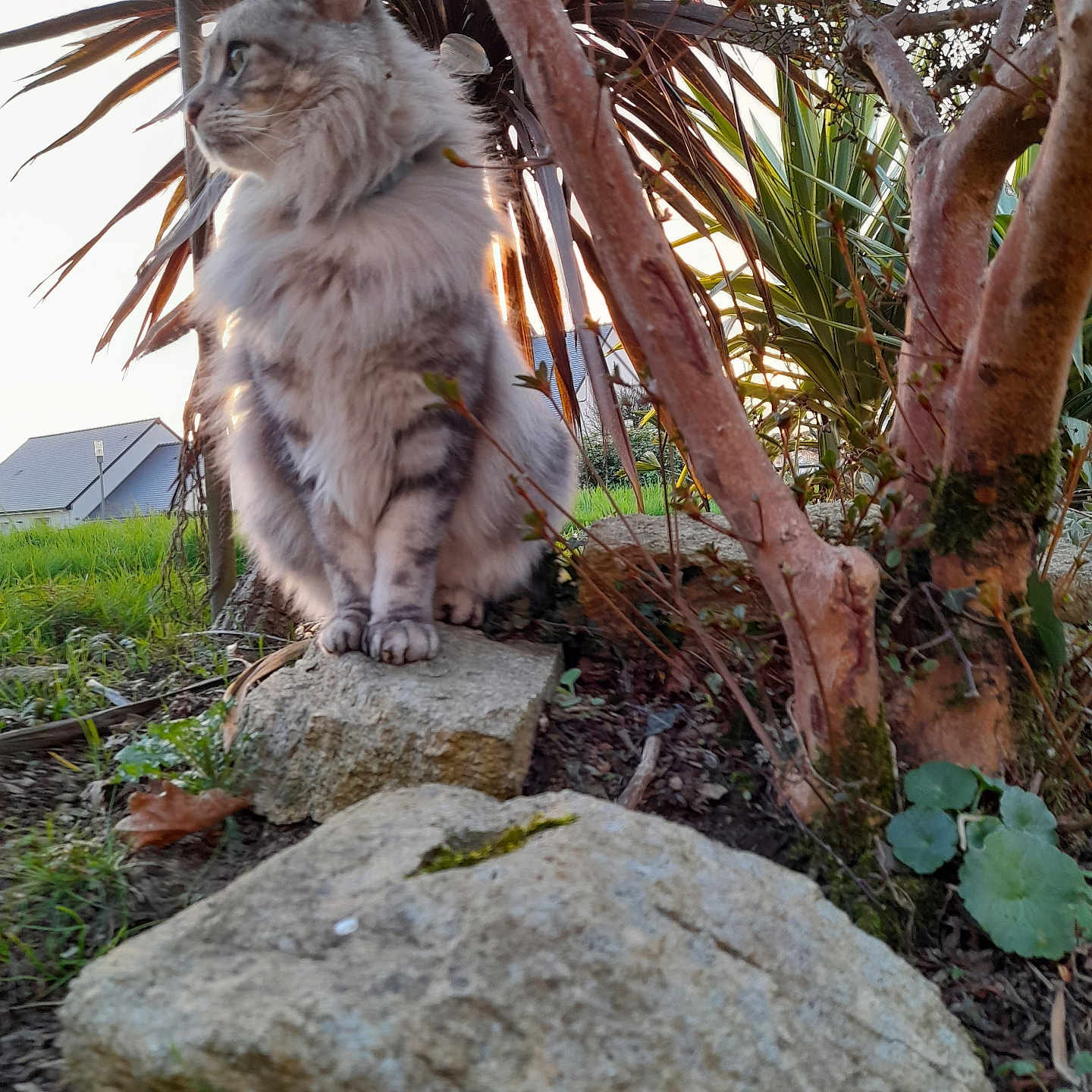 Mimi