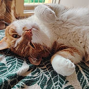 Mochi a rejoint le concours — aidez-le/la à gagner de superbes lots ! abyssinian, angora, animal, blanket, cat, couch, furniture, hardwood, homedecor, indoors, kitten, linen, manx, person, pet, quilt, siamese, sleeping, towel, wood