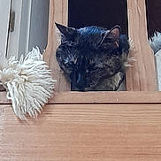 Mimine a rejoint le concours — aidez-le/la à gagner de superbes lots ! cat, tortoiseshell, wood, chair, furniture, mop, indoor, pet, curious, animal, fur, dark, shadow, closeup, domestic, cozy, household, texture, woodgrain, resting