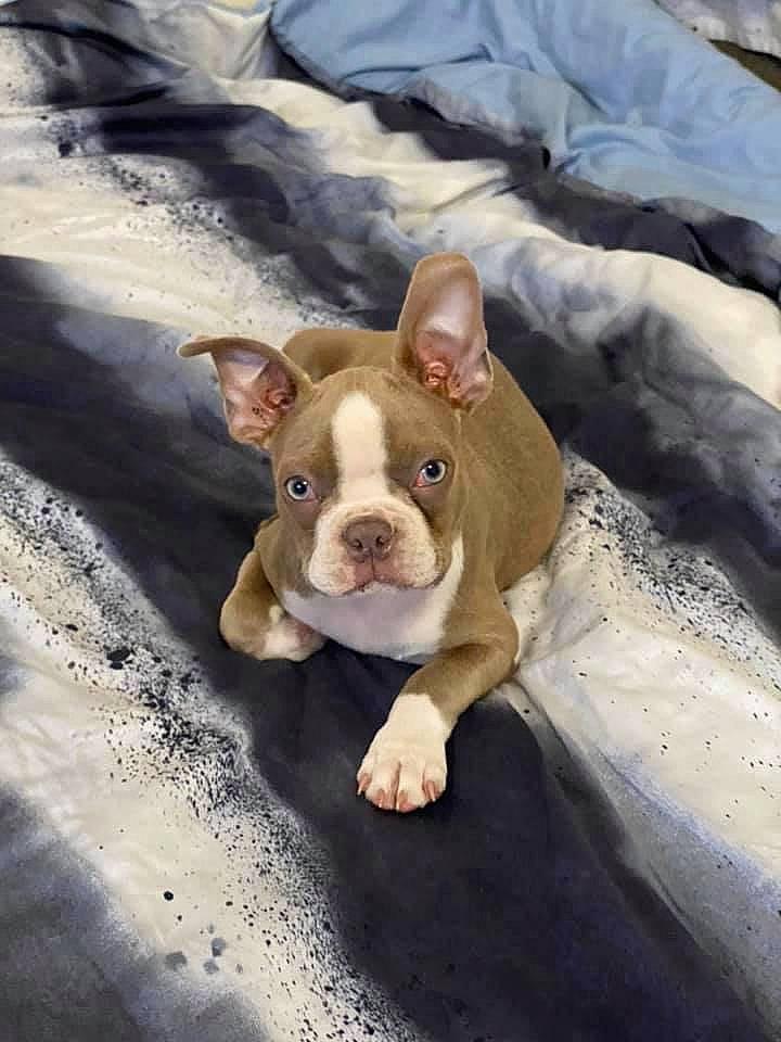 Pablo is registered to the contest to win money with this photo: bulldog, canidae, carnivore, comfort, companion_dog, dog, dog_breed, ear, eye, fawn, fur, grass, non_sporting_group, puppy, snout, sporting_group, terrestrial_animal, toy_dog, whiskers, working_animal