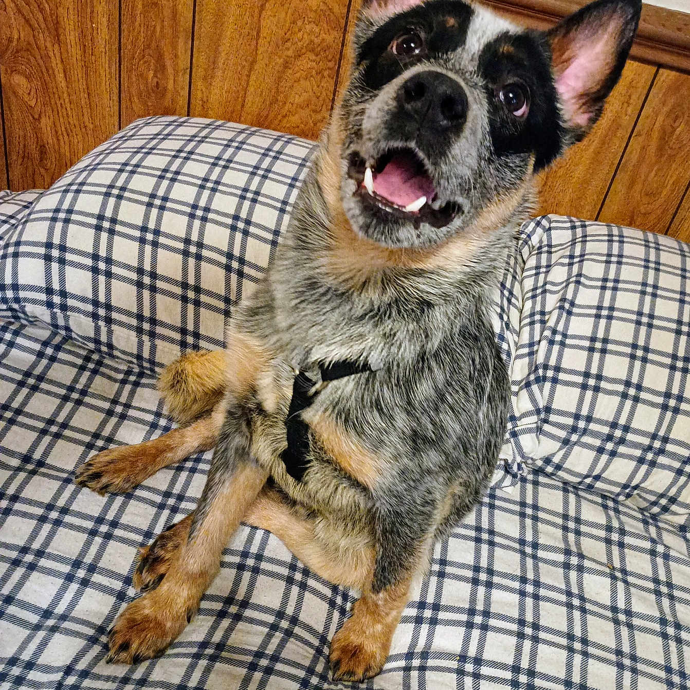 Odin joined the competition — help win amazing prizes! animal, bodypart, bulldog, canine, chair, chihuahua, couch, cushion, dog, furniture, germanshepherd, hardwood, homedecor, indoors, interiordesign, mouth, person, pet, puppy, wood