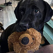 Arlow joined the competition — help win amazing prizes! dog, black_dog, stuffed_toy, teddy_bear, indoor, pet, animal, cute, fur, soft_toy, looking_up, floor, home, furniture, cozy, close_up, mammal, playful, companion, domestic_animal