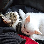Toasted Marshmallow is registered to the contest to win money with this photo: cat, kitten, white_cat, tabby_cat, sleeping, snuggling, cozy, blanket, red_blanket, black_blanket, fur, pet, animal, cute, resting, indoors, close_up, friendship, comfort, relaxation