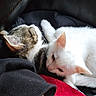 cat, kitten, white_cat, tabby_cat, sleeping, snuggling, cozy, blanket, red_blanket, black_blanket, fur, pet, animal, cute, resting, indoors, close_up, friendship, comfort, relaxation
