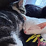 cat, kitten, sleeping, tabby, white_cat, fur, closeup, cozy, leather, cuddle, nap, pet, animal, whiskers, ears, indoor, resting, cute, friendship, companion