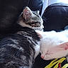 Toasted Marshmallow is registered to the contest to win money with this photo: kitten, cat, sleeping, tabby, white_cat, feline, cuddle, resting, pet, leather_couch, indoor, closeup, fur, whiskers, cute, animal, nap, companion, cozy, peaceful