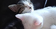 Toasted Marshmallow joined the competition — help win amazing prizes! cat, kitten, sleeping, snuggling, fur, white_cat, tabby_cat, leather, couch, closeup, cute, pet, animal, resting, cozy, indoor, peaceful, soft, two_animals, companion