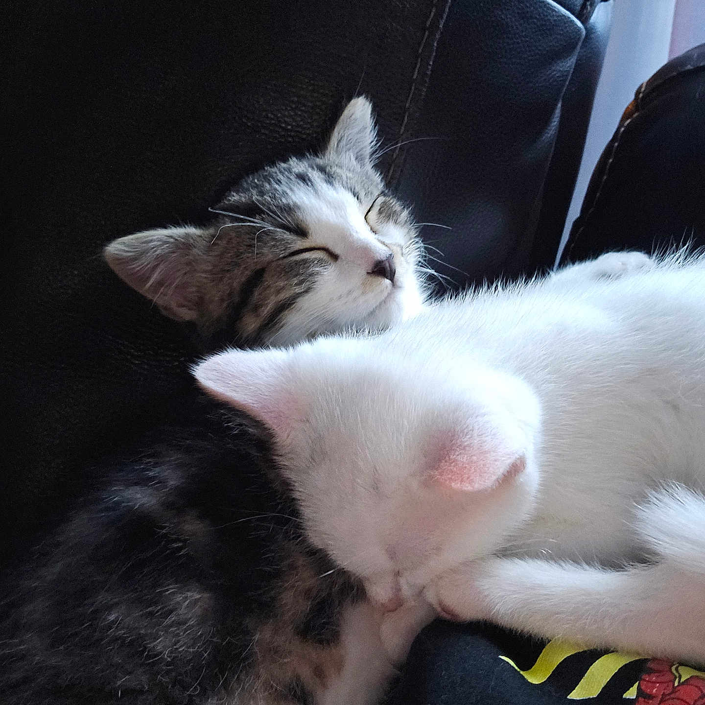 Toasted Marshmallow joined the competition — help win amazing prizes! cat, kitten, sleeping, snuggling, fur, white_cat, tabby_cat, leather, couch, closeup, cute, pet, animal, resting, cozy, indoor, peaceful, soft, two_animals, companion