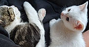 Toasted Marshmallow is registered to the contest to win money with this photo: animal, black_leather, cat, companion, cozy, cute, domestic_animal, furry, hand, indoor, kitten, lap, pet, red_blanket, resting, sleeping, soft, tabby_cat, white_cat, young