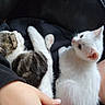 Toasted Marshmallow is registered to the contest to win money with this photo: cat, kitten, white_cat, tabby_cat, pet, animal, cute, sleeping, resting, lap, hand, red_blanket, black_leather, furry, domestic_animal, young, cozy, soft, indoor, companion