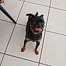 animal, black_dog, brown_dog, canine, collar, companion, cute, dog, ears_up, excited, happy, indoor, looking_up, paw, pet, short_fur, small_dog, standing, tile_floor, tongue_out