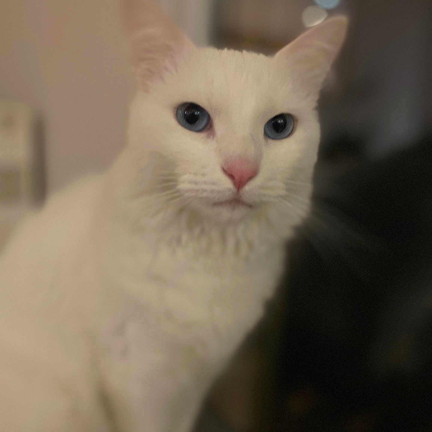 Flocon participe au concours pour gagner de l'argent avec cette photo : abyssinian, angora, animal, cat, kitten, manx, pet, siamese, white