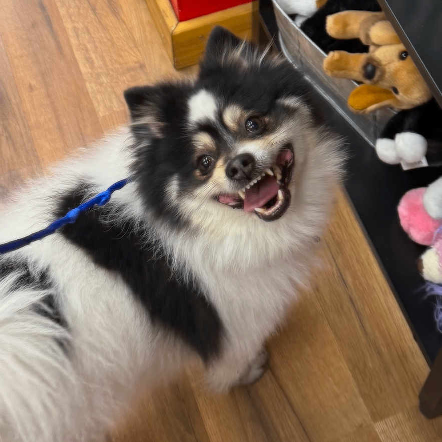 Zorro is registered to the contest to win money with this photo: dog, leash, wooden_floor, stuffed_animals, shelf, black_and_white, happy, pet, indoor, fur, smiling, canine, toy_store, background, flooring, playful, pet_leash, furniture, closeup, portrait