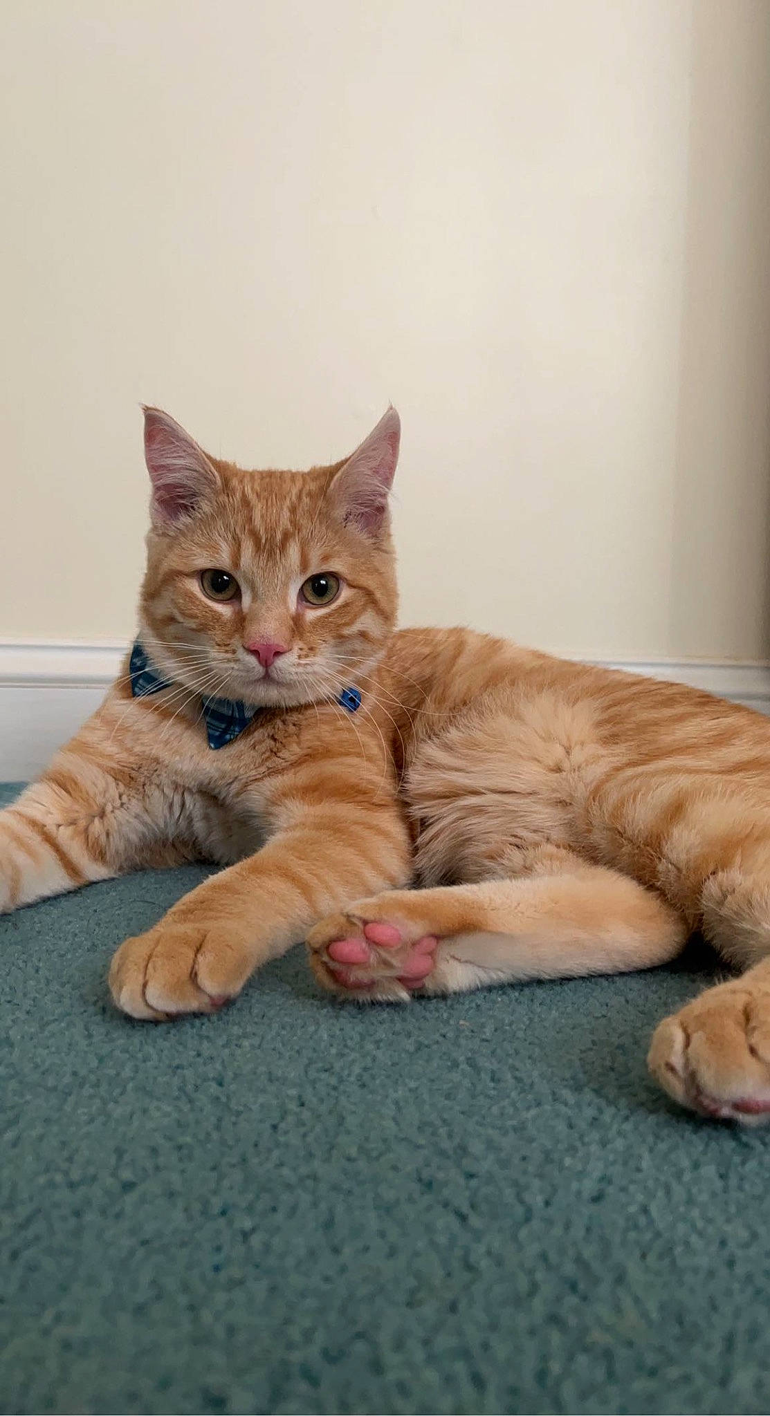 Cheeto joined the competition — help win amazing prizes! bed, carnivore, cat, claw, comfort, domestic_short_haired_cat, fawn, felidae, flooring, foot, fur, gesture, human_leg, paw, sitting, small_to_medium_sized_cats, snout, tail, whiskers, wood