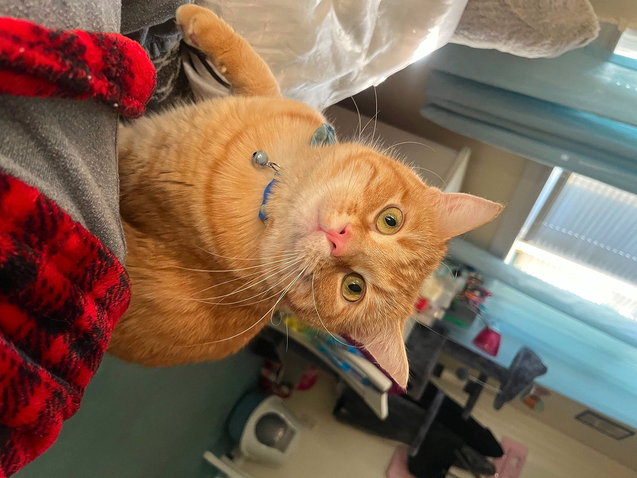 Cheeto is registered to the contest to win money with this photo: carnivore, cat, claw, comfort, domestic_short_haired_cat, fawn, felidae, fur, lap, pattern, plaid, small_to_medium_sized_cats, snout, tail, tartan, whiskers, woven_fabric