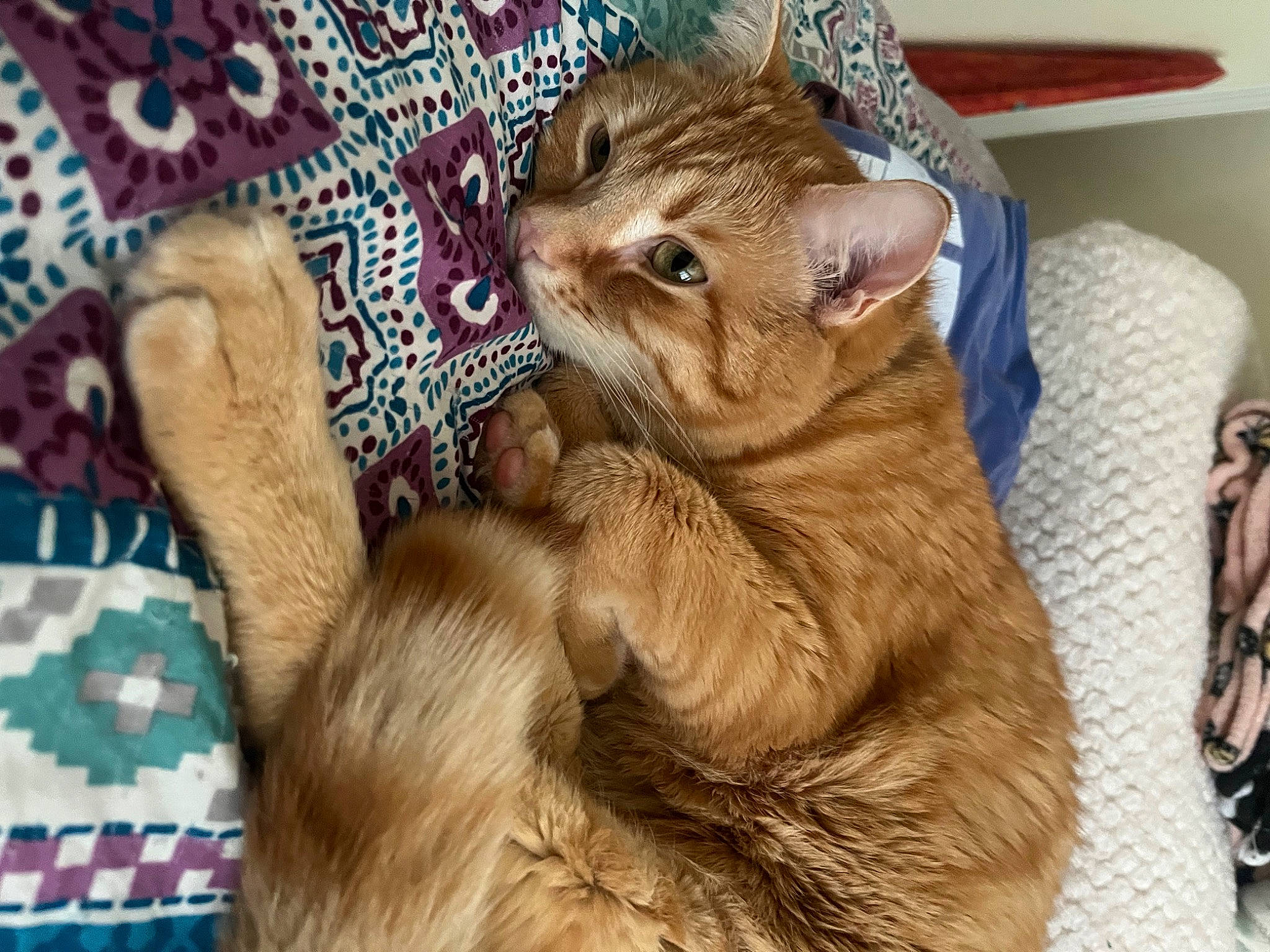 Cheeto is registered to the contest to win money with this photo: carnivore, cat, claw, comfort, domestic_short_haired_cat, ear, fawn, felidae, fur, nap, paw, small_to_medium_sized_cats, snout, tail, whiskers