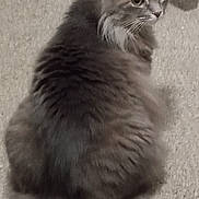 Dove joined the competition — help win amazing prizes! animal, carpet, cat, cozy, cute, domestic_animal, ears, feline, fluffy, fur, gray_cat, indoor, looking_back, mammal, pet, quiet, resting, soft_texture, tail, whiskers