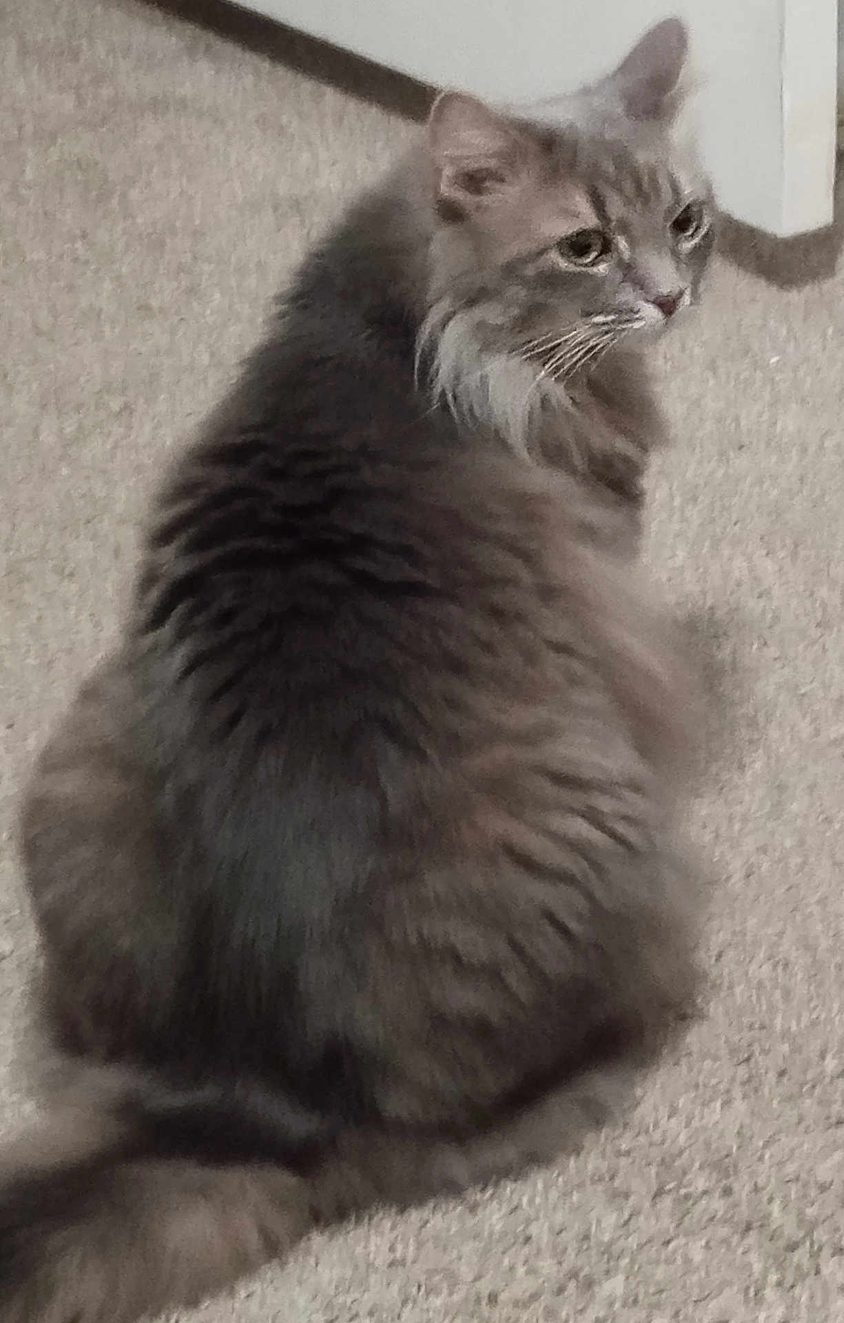 Dove joined the competition — help win amazing prizes! animal, carpet, cat, cozy, cute, domestic_animal, ears, feline, fluffy, fur, gray_cat, indoor, looking_back, mammal, pet, quiet, resting, soft_texture, tail, whiskers