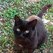 Pacha participe au concours pour gagner de l'argent avec cette photo : cat, black_cat, animal, pet, feline, fluffy, fur, golden_eyes, green_eyes, whiskers, pointed_ears, raised_tail, standing, outdoor, garden, gravel, grass, weeds, leaves, portrait
