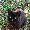 cat, black_cat, animal, pet, feline, fluffy, fur, golden_eyes, green_eyes, whiskers, pointed_ears, raised_tail, standing, outdoor, garden, gravel, grass, weeds, leaves, portrait