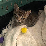 Jax joined the competition — help win amazing prizes! kitten, cat, tabby, pet_carrier, blanket, white_blanket, yellow_ball, purple_ball, fuzzy_ball, indoor, cute, sleepy, small_animal, fur, whiskers, animal, resting, cozy, soft, curious