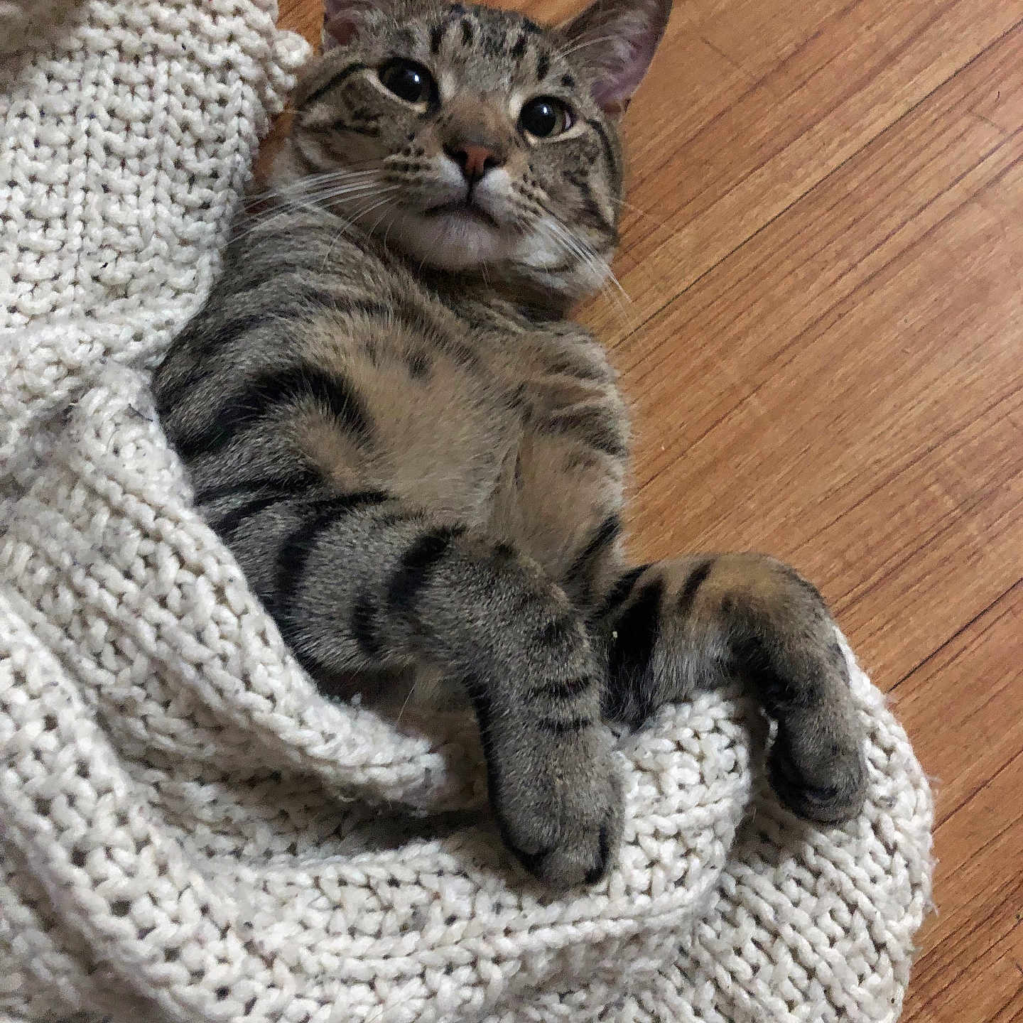Jax is registered to the contest to win money with this photo: animal, blanket, cat, cozy, curious, cute, domestic_cat, ears, fur, indoor, knit, looking, lying_down, paws, pet, relaxed, striped, tabby, whiskers, wooden_floor