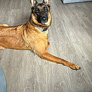 Shaya participe au concours pour gagner de l'argent avec cette photo : dog, belgian_malinois, pet, indoor, flooring, couch, blanket, furniture, canine, animal, looking_at_camera, brown_fur, black_muzzle, ears_up, relaxed, home, living_room, domestic_animal, wood_floor, collar