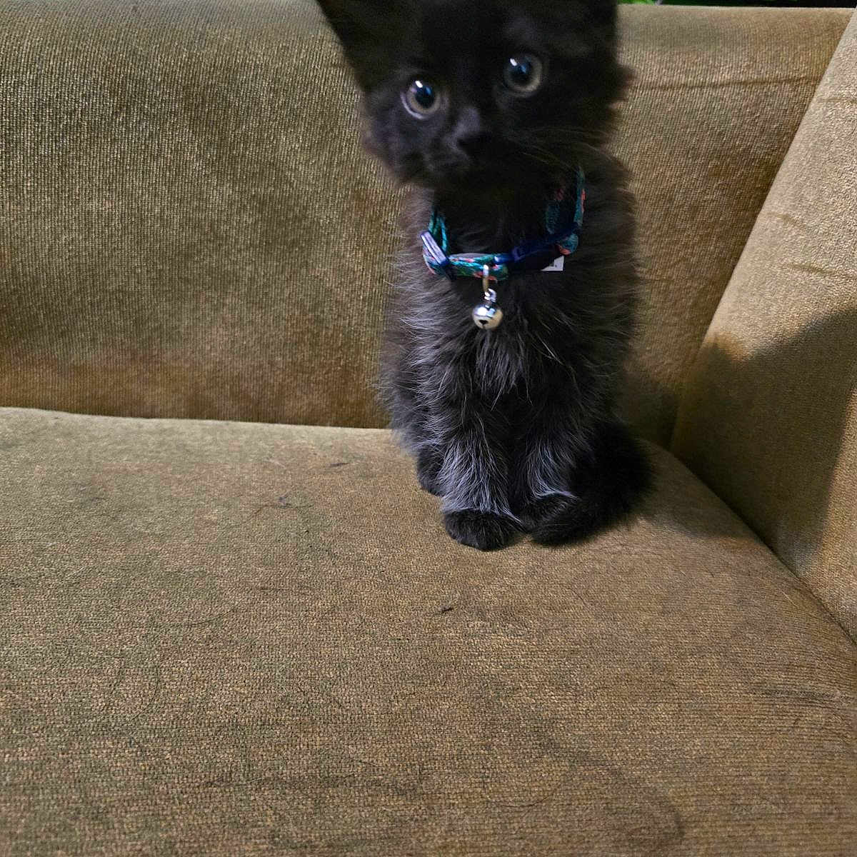 Mitzie is registered to the contest to win money with this photo: accessories, affenpinscher, animal, ball, canine, cat, cockerspaniel, collar, couch, cushion, dog, furniture, homedecor, indoors, kitten, papillon, pet, puppy, sport, tennis