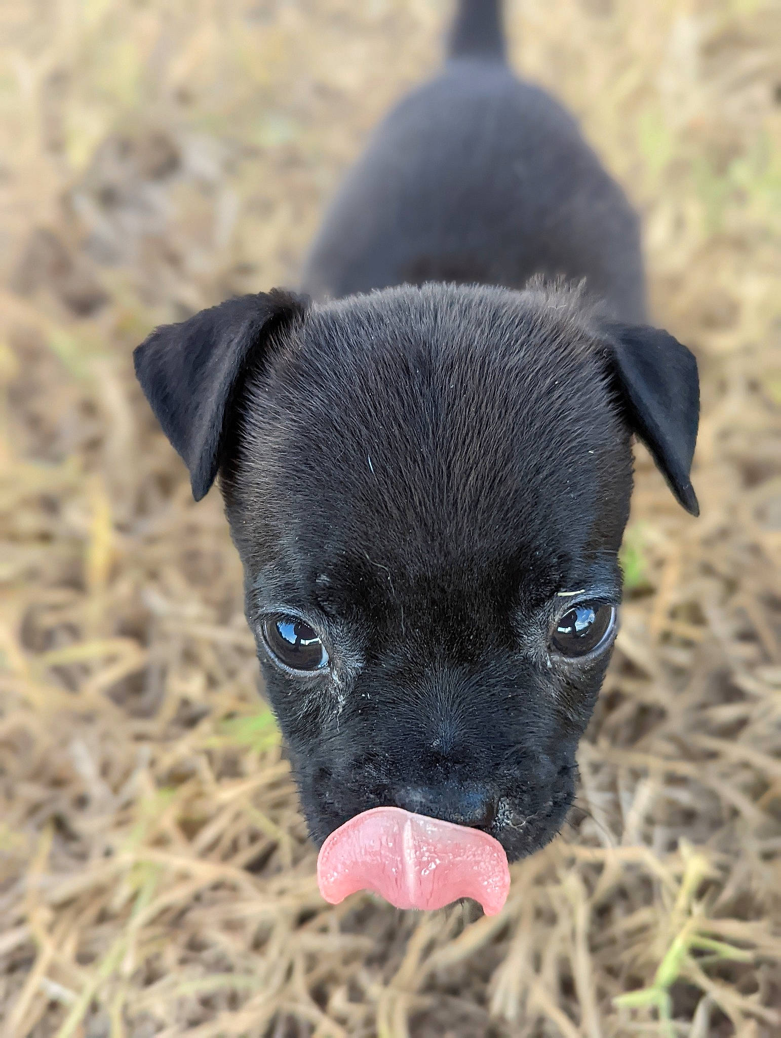 Paco joined the competition — help win amazing prizes! annual_plant, borador, canidae, carnivore, collar, companion_dog, dog, dog_breed, fawn, grass, non_sporting_group, plant, puppy, snout, soil, sporting_group, terrestrial_animal, toy_dog, whiskers, working_animal